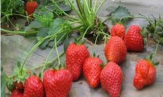 草莓什么时候种植比较好 草莓啥时候种植